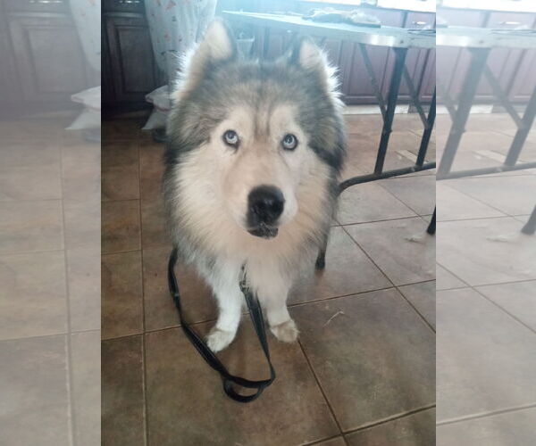 Medium Photo #11 Samoyed-Siberian Husky Mix Puppy For Sale in Pacific grove , CA, USA