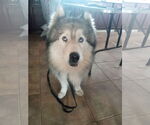 Small #10 Samoyed-Siberian Husky Mix