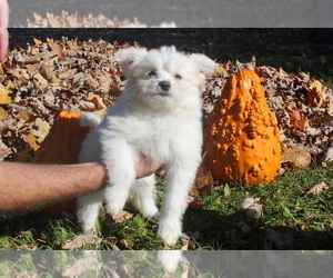 Ewokian Puppy for sale in SEARS, MI, USA