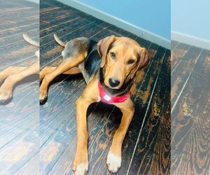 Coonhound-Unknown Mix Dogs for adoption in Crystal, MN, USA