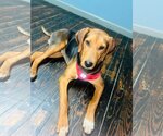 Small Photo #1 Coonhound-Unknown Mix Puppy For Sale in Crystal, MN, USA