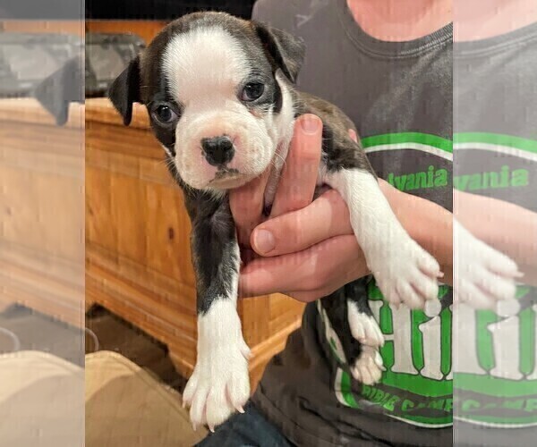 Medium Photo #21 Boston Terrier Puppy For Sale in MONTVILLE, OH, USA