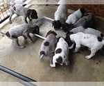 Small Photo #10 German Shorthaired Pointer Puppy For Sale in NEW WAVERLY, TX, USA