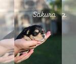 Puppy Sakura Schnauzer (Miniature)