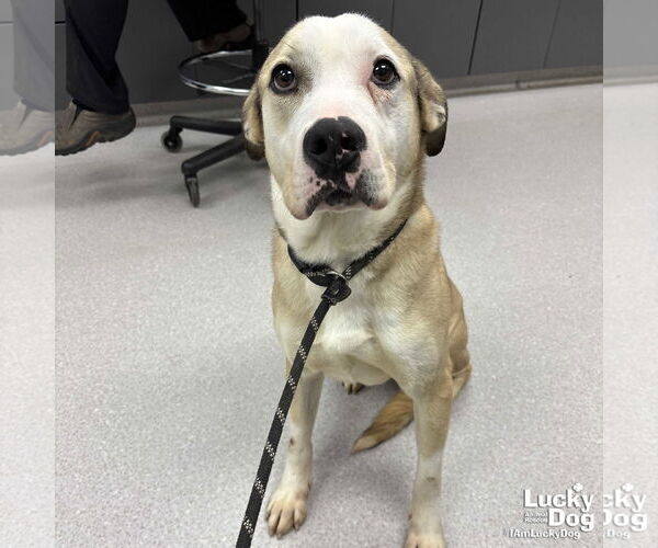 Medium Photo #4 Bulldog-Unknown Mix Puppy For Sale in Washington, DC, USA