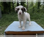 Small #1 Australian Shepherd-Boston Terrier Mix