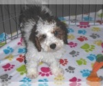 Small Photo #15 Poochon Puppy For Sale in ORO VALLEY, AZ, USA