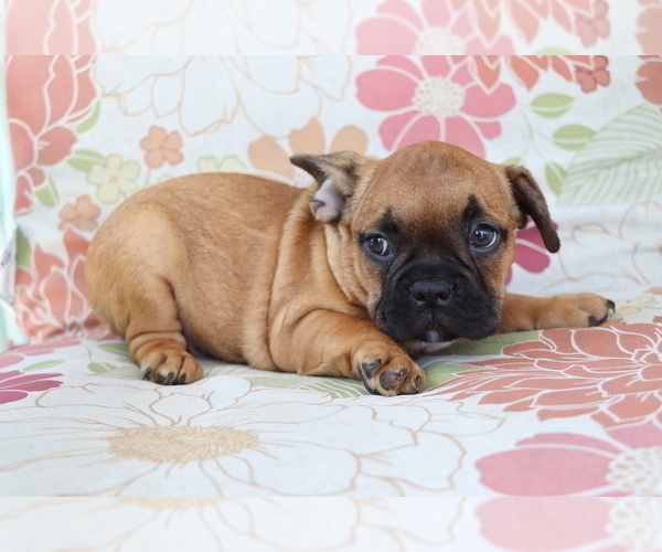 Medium Photo #3 Faux Frenchbo Bulldog Puppy For Sale in SHILOH, OH, USA