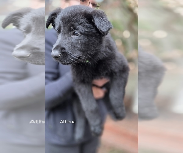 Medium Photo #4 German Shepherd Dog Puppy For Sale in WALNUT CREEK, CA, USA