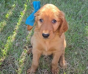 Goldendoodle Puppy for sale in ODESSA, TX, USA