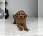 Small Photo #9 Goldendoodle (Miniature) Puppy For Sale in FRANKLIN, IN, USA