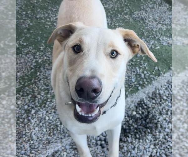 Medium Photo #3 Labrador Retriever-Unknown Mix Puppy For Sale in San Diego, CA, USA