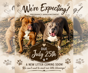 Mother of the Olde English Bulldogge puppies born on 07/29/2026