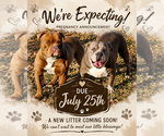 Small Photo #1 Olde English Bulldogge Puppy For Sale in ATHENS, AL, USA