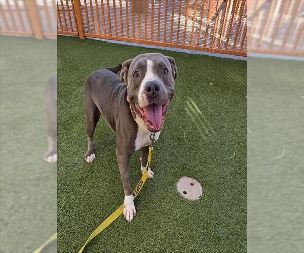 Medium Photo #1 American Pit Bull Terrier-Unknown Mix Puppy For Sale in Las Vegas, NV, USA