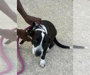 Staffordshire Bull Terrier Dogs for adoption in Houston, TX, USA