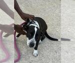A663651 - Male Staffordshire Bull Terrier Dog for Adoption - Small photo