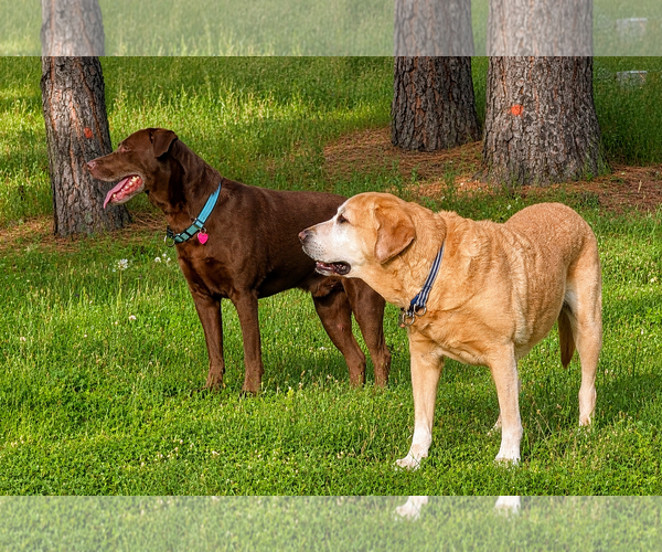 Medium Photo #4 Labrador Retriever Puppy For Sale in Clovis, CA, USA