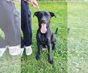 Mutt Dogs for adoption in Perth Amboy, NJ, USA