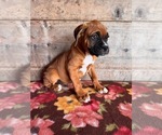 Image preview for Ad Listing. Nickname: Litter of 7
