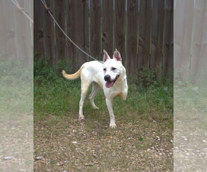 Tra La La - Female Labrador Retriever-Unknown Mix Dog for Adoption - Photo #2