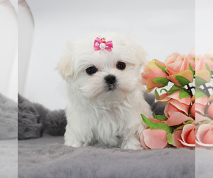 Maltese Puppy for sale in LOS ANGELES, CA, USA