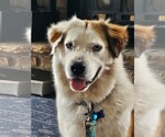 Small #1 American Eskimo Dog Mix