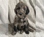 Puppy Basil Goldendoodle