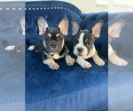 Small Photo #93 French Bulldog Puppy For Sale in CHARLOTTE, NC, USA