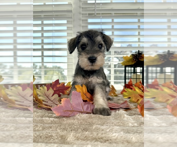 Medium Photo #5 Schnauzer (Miniature) Puppy For Sale in GREENFIELD, IN, USA
