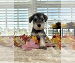 Small #4 Schnauzer (Miniature)