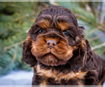 Small #1 Cocker Spaniel