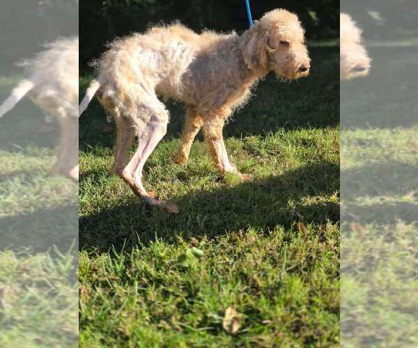 Medium Photo #3 Mutt Puppy For Sale in New York, NY, USA