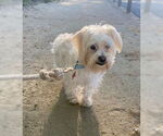 Small #2 Maltipoo (Miniature)