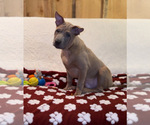 Small #14 Thai Ridgeback