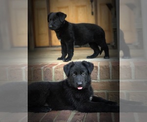 German Shepherd Dog Puppy for sale in SULLIGENT, AL, USA