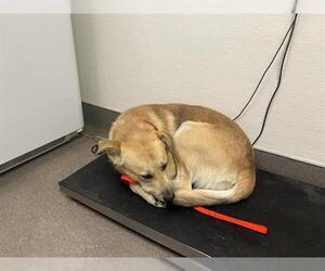 Shepradors Dogs for adoption in HESPERIA, CA, USA