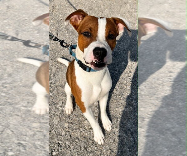 Medium Photo #2 Mutt Puppy For Sale in Evansville, IN, USA
