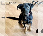 Ethan - Male Rottweiler-Unknown Mix Dog for Adoption - Small photo