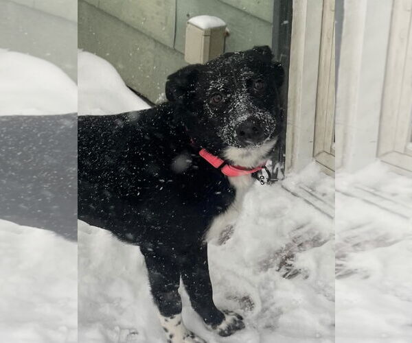 Medium Photo #2 Borador Puppy For Sale in Mount Laurel, NJ, USA