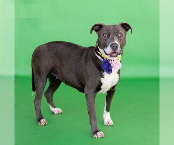 Medium Photo #2 American Pit Bull Terrier-Unknown Mix Puppy For Sale in Conroe, TX, USA