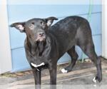 Small #7 Labrador Retriever Mix