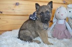 Small Photo #3 German Shepherd Dog Puppy For Sale in HONEY BROOK, PA, USA