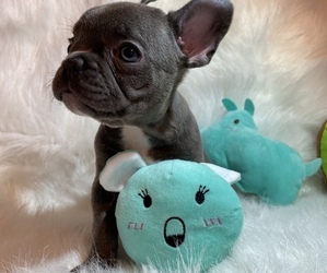 French Bulldog Puppy for sale in NEWNAN, GA, USA