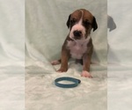 Puppy Light Blue Great Dane