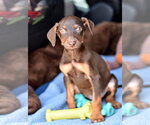 Small Doberman Pinscher Mix