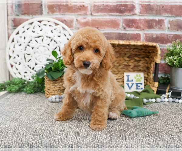 Medium Photo #20 Poodle (Miniature) Puppy For Sale in SYRACUSE, IN, USA