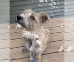Small #3 Border Terrier Mix