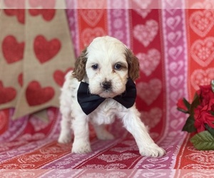 Cavapoo Puppy for sale in LANCASTER, PA, USA