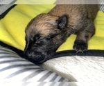 Small Photo #281 Belgian Malinois Puppy For Sale in REESEVILLE, WI, USA